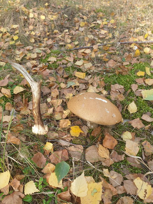 sprzedam grzyby suszone