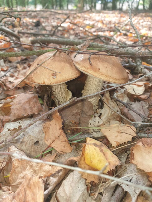 sprzedam grzyby suszone