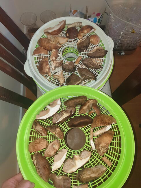 sprzedam grzyby suszone