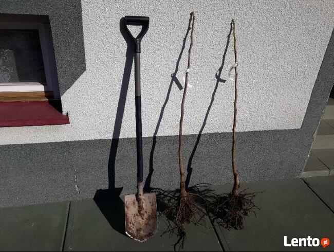 Sadzonki orzecha włoskiego - SUPER OKAZJA !