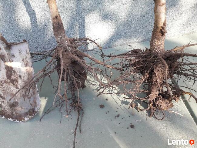 Sadzonki orzecha włoskiego - SUPER OKAZJA !