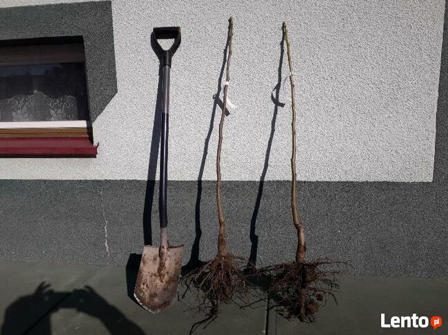 Sadzonki orzecha włoskiego - SUPER OKAZJA !