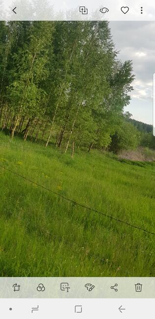 Dzalke w lesie łąka rzeka Jaryszewo