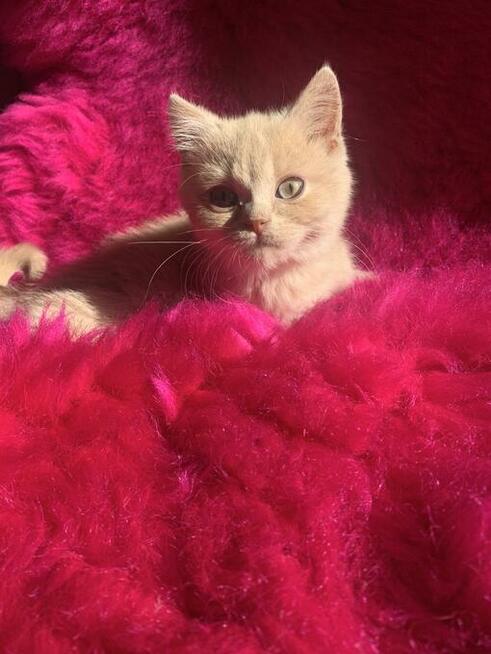 Kocięta brytyjskie FPL dostępne w październiku