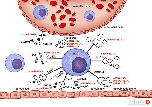 Maluje ryciny ilustracje medyczne, naukowe, anatomiczne