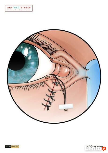 Maluje ryciny ilustracje medyczne, naukowe, anatomiczne
