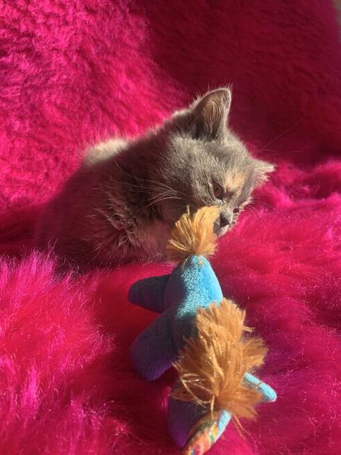 Kocięta brytyjskie FPL dostępne w październiku