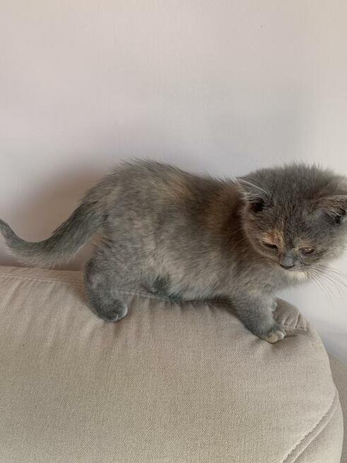 Kocięta brytyjskie FPL dostępne w październiku