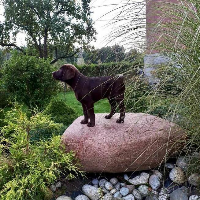 Szczenięta LABLADOR RETRIEVER z rodowodem wychowane w domu