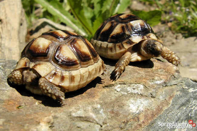 Żółw grecki Transport 2021 - CITES - żółw lądowy Terrarium