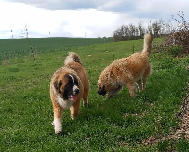Brytan Polski szczenięta nie Bernardyn nie Kaukaz