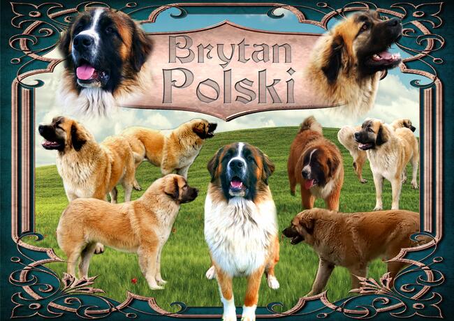 Brytan Polski szczenięta nie Bernardyn nie Kaukaz