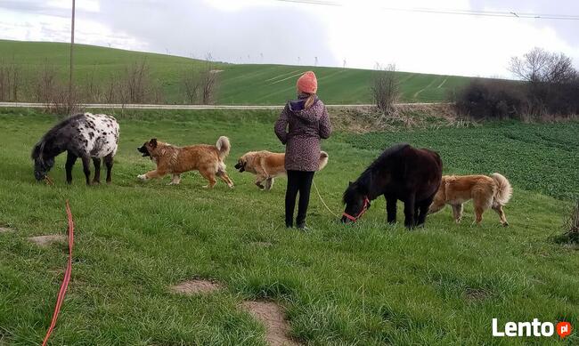 Brytan Polski szczenięta nie Bernardyn nie Kaukaz