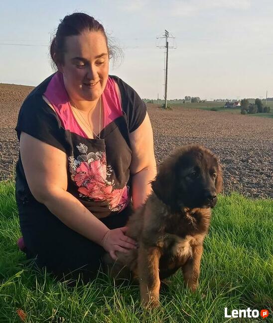 Brytan Polski szczenięta nie Bernardyn nie Kaukaz