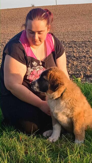 Brytan Polski szczenięta nie Bernardyn nie Kaukaz