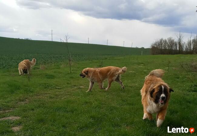 Brytan Polski szczenięta nie Bernardyn nie Kaukaz