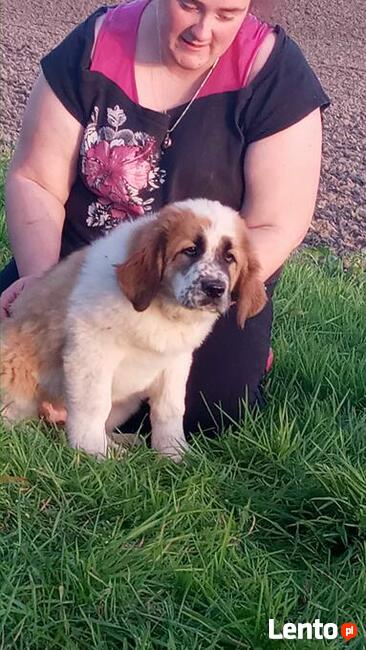 Brytan Polski szczenięta nie Bernardyn nie Kaukaz