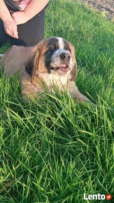Brytan Polski szczenięta nie Bernardyn nie Kaukaz
