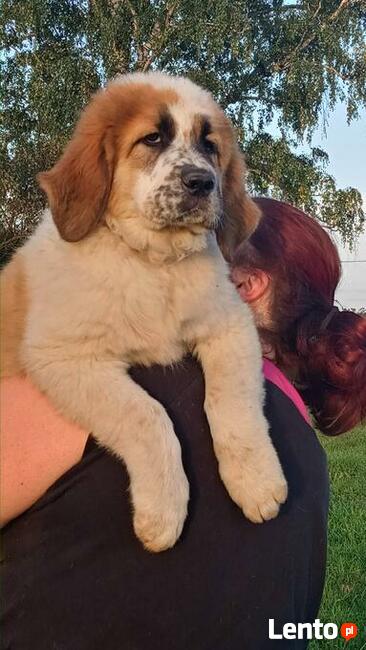 Brytan Polski szczenięta nie Bernardyn nie Kaukaz