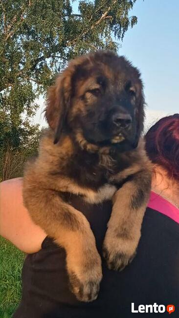 Brytan Polski szczenięta nie Bernardyn nie Kaukaz