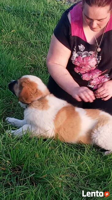 Brytan Polski szczenięta nie Bernardyn nie Kaukaz