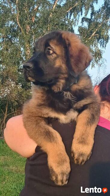 Brytan Polski szczenięta nie Bernardyn nie Kaukaz