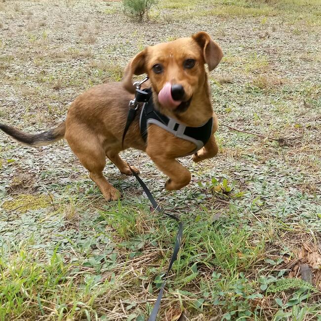 „Mika” – domowy hotelik dla zwierząt