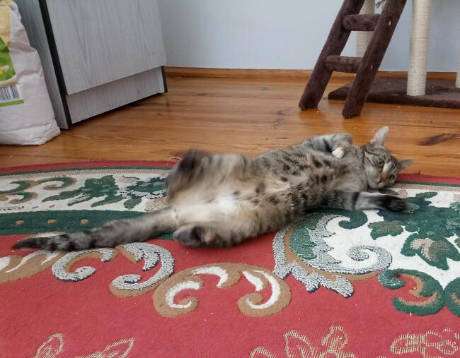 „Mika” – domowy hotelik dla zwierząt