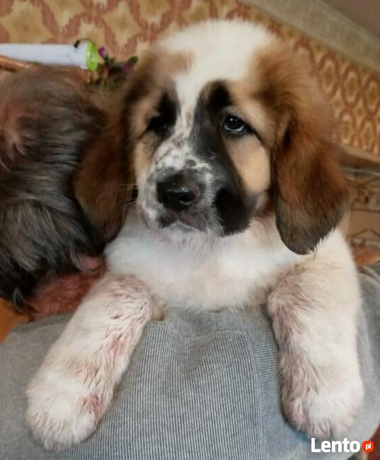 Brytan Polski szczenięta nie Bernardyn nie Kaukaz