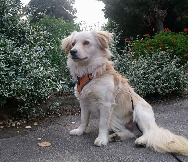 „Mika” – domowy hotelik dla zwierząt