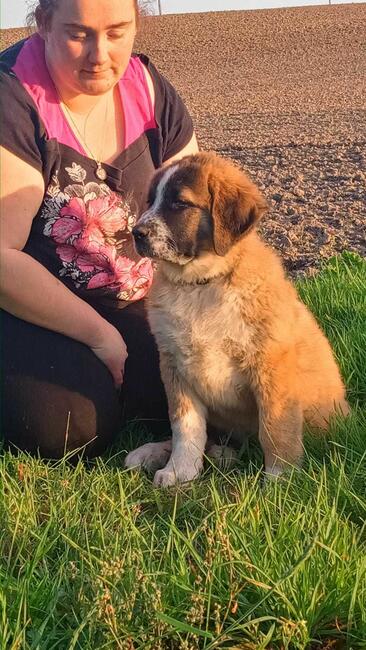 Brytan Polski szczenięta nie Bernardyn nie Kaukaz