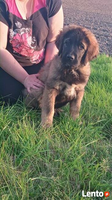 Brytan Polski szczenięta nie Bernardyn nie Kaukaz