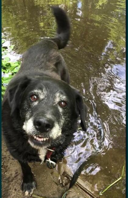 Psi senior kochający ludzi szuka PILNIE dobrego domku