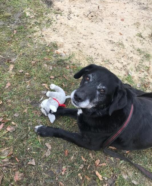 KLEMENS starszy cudowny psiak szuka PILNIE kochającego domku