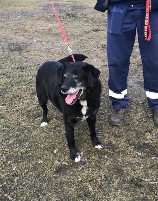 Cudowne bezproblemowy starszy psiak szuka PILNIE domku