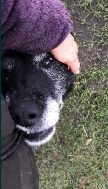 KLEMENS starszy cudowny psiak szuka PILNIE kochającego domku