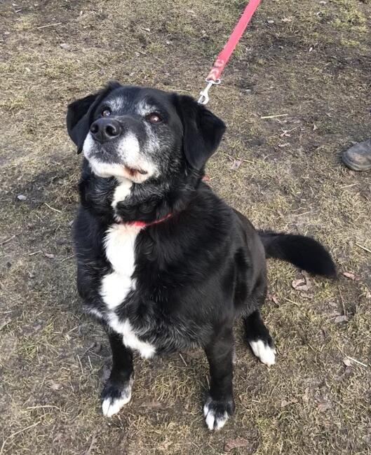 KLEMENS starszy cudowny psiak szuka PILNIE kochającego domku