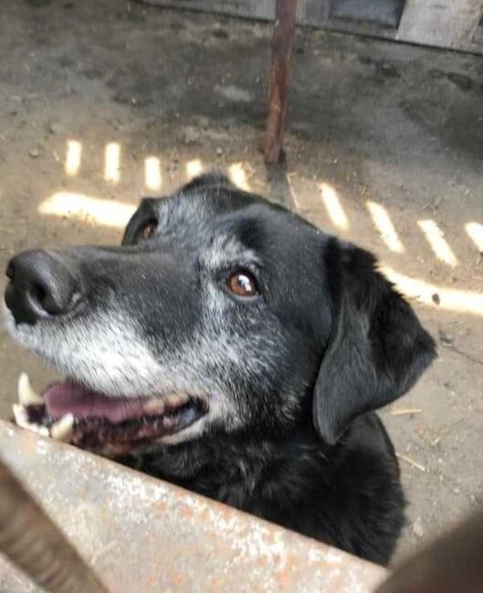 KLEMENS starszy cudowny psiak szuka PILNIE kochającego domku