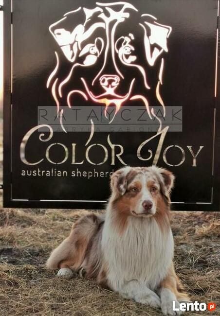 Ogrodzenia, Gabiony - Prosto od Producenta!