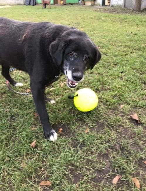 Cudowne bezproblemowy starszy psiak szuka PILNIE domku