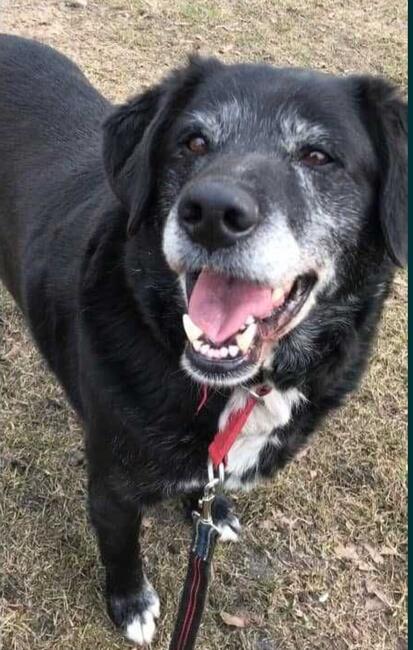 KLEMENS starszy cudowny psiak szuka PILNIE kochającego domku