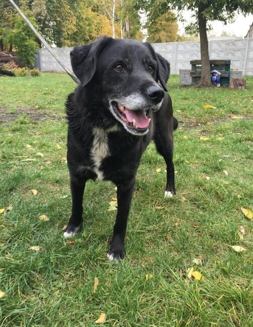 Cudowne bezproblemowy starszy psiak szuka PILNIE domku