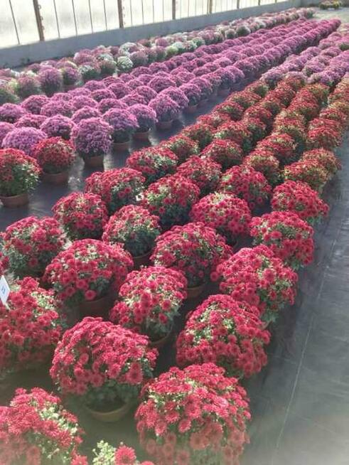 CHRYZANTEMY SPRZEDAŻ