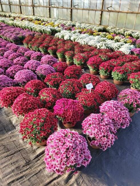 CHRYZANTEMY SPRZEDAŻ