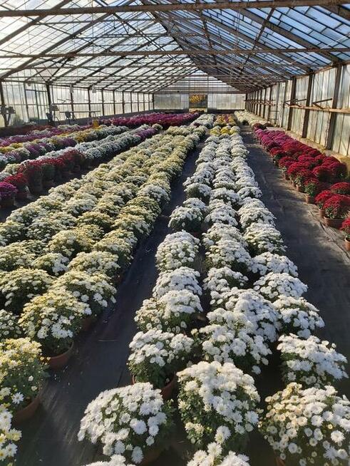 CHRYZANTEMY SPRZEDAŻ