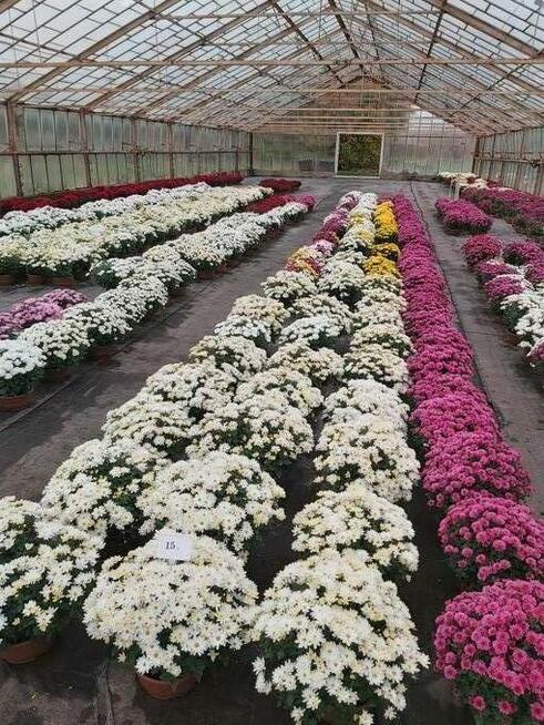 CHRYZANTEMY SPRZEDAŻ