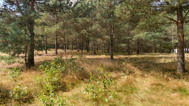 Działka budowlana z linią brzegową jeziora