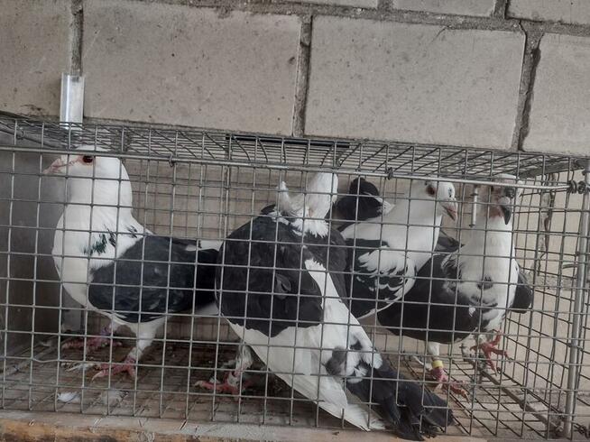 Sprzedam gołębie pocztowe