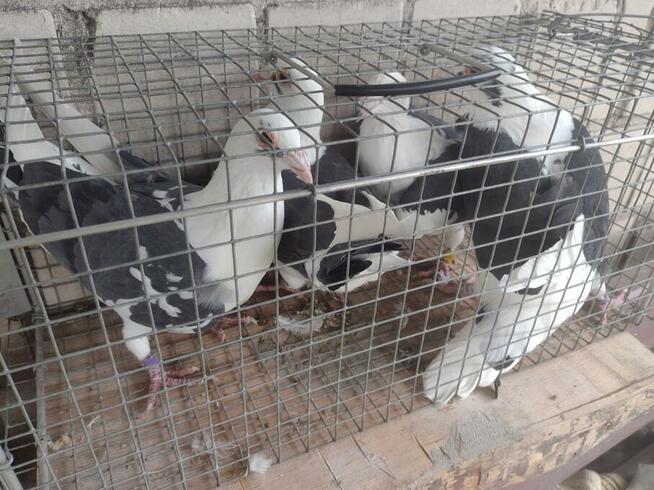 Sprzedam gołębie pocztowe