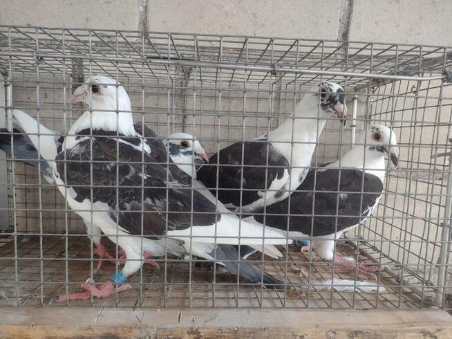 Sprzedam gołębie pocztowe